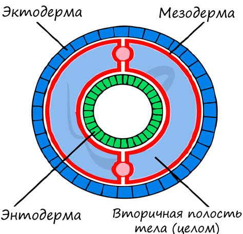 Существует ли вторичная полость тела?