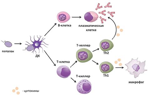Сущность иммунной системы: механизмы выведения из строя клеток организма