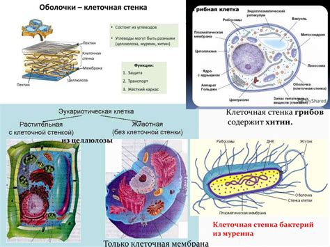 Сходства и различия эукариот и прокариот