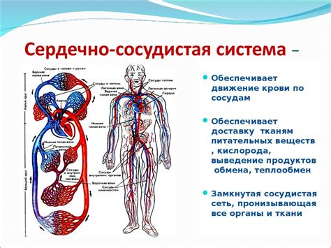 Танч и сердечно-сосудистая система