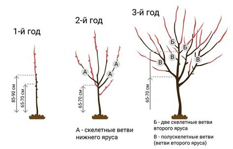 Техника обрезки котовника на зиму