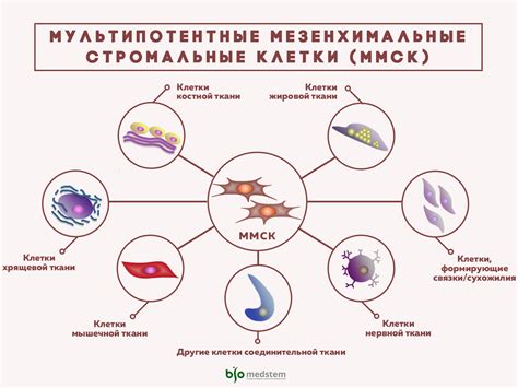 Типы стволовых клеток