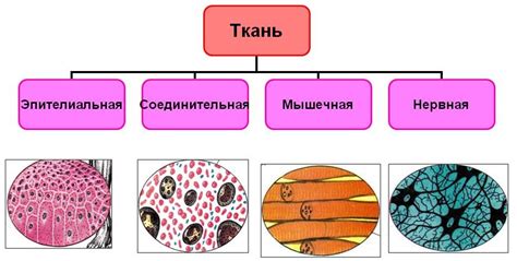 Ткани и органы: миф или реальность?