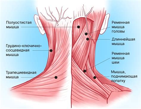 Травма или растяжение мышц шеи может вызвать напряжение и дискомфорт