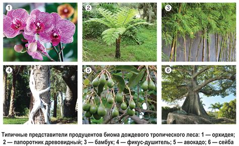 Тропические растения и география роста