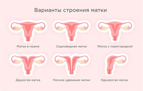 Увеличение размера плода и матки