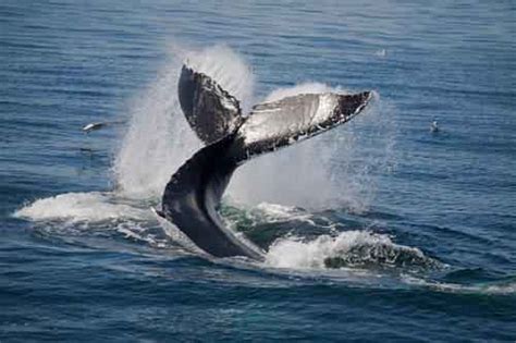Угрозы, сталкивающиеся киты: