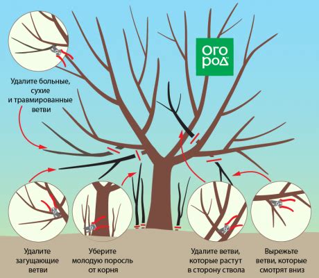 Удаление плодовых побегов