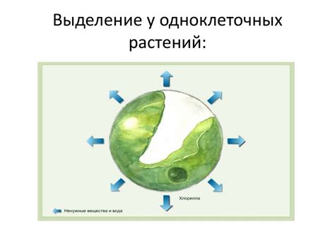 Удаление продуктов метаболизма