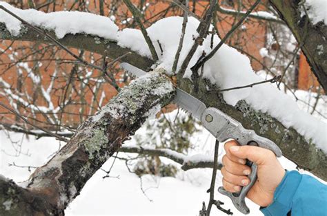 Удалить поврежденные ветки