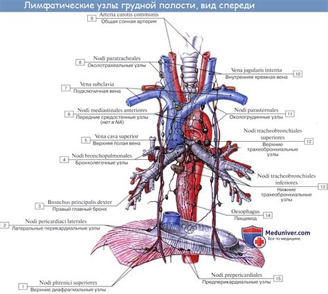 Узлы, сосуды и органы