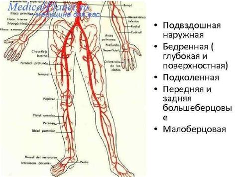 Укрепление кровоснабжения в нижних конечностях