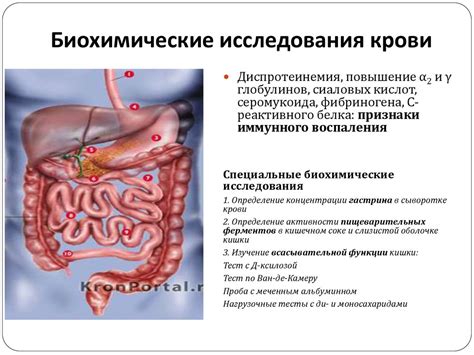 Укрепление функции желудочно-кишечного тракта и снятие дискомфорта при синдроме раздраженного кишечника