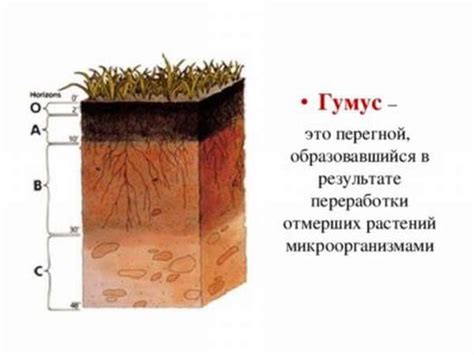 Улучшение качества почвенного гумуса: советы и рекомендации