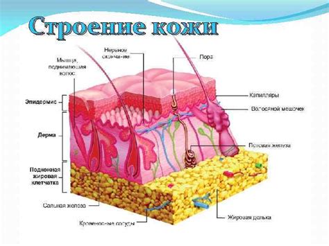 Улучшение кожного покрова