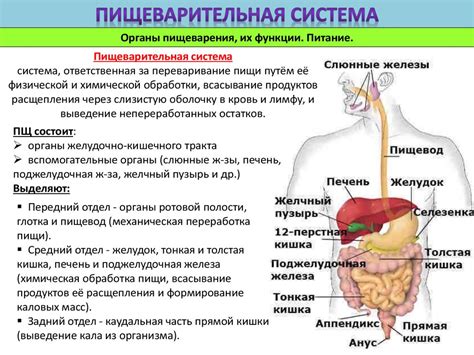 Улучшение работы органов пищеварения и выведение токсинов