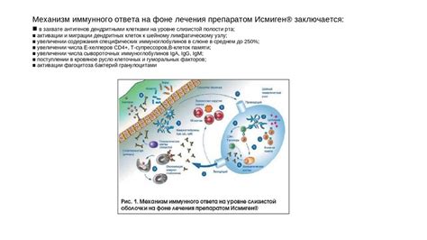 Улучшение функции дыхания и снижение возможности развития респираторных заболеваний