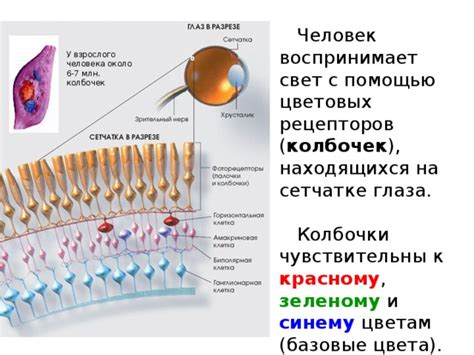 Уникальный раздел: Особенности работы рецепторов цвета у домашних питомцев