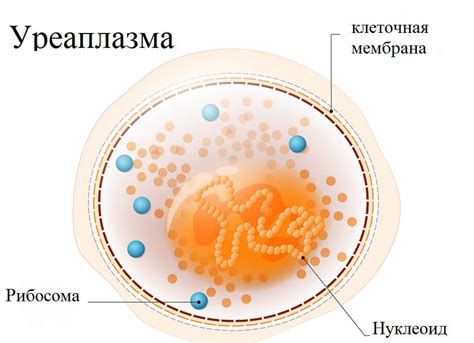 Уреаплазма уреалитикум: лечение и профилактика заболевания