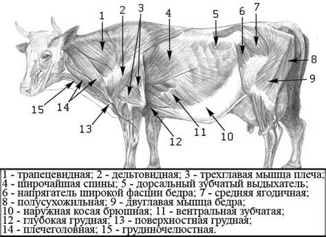 Устройство и функция задней ноги коровы