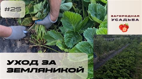 Уход за клубникой в домашних условиях