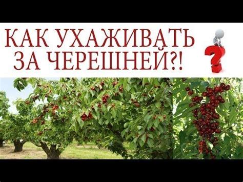 Уход и подкормка черешни и сосны