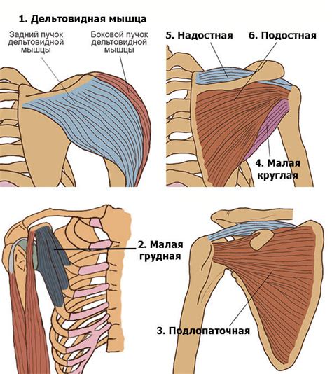 Ухудшение работы позвоночника и плечевого пояса