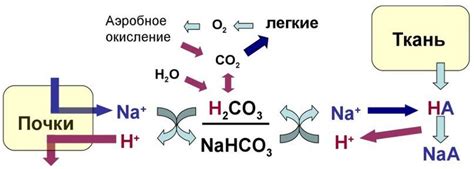 Участие бикарбонатной буферной системы в обмене веществ
