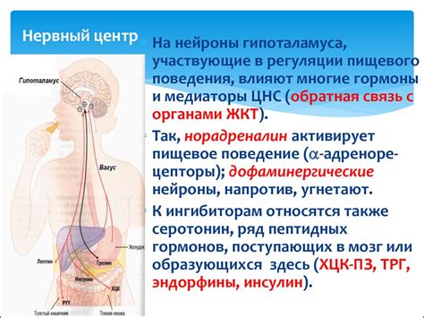 Участие выделительной системы в регуляции температуры тела