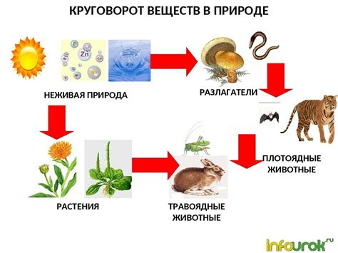 Участие лемминга в круговороте питательных веществ