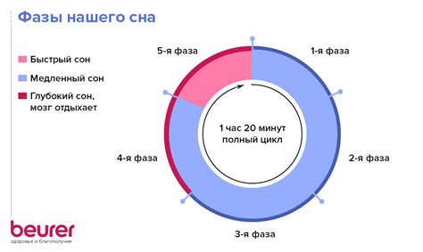 Фазы сна и их роль в организме беинов