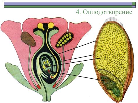 Фазы цветения и оплодотворения