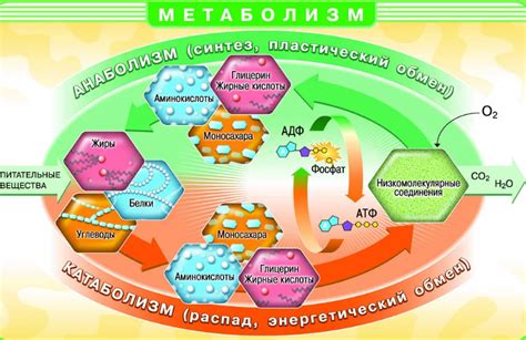 Факторы, влияющие на уровень сахара 6