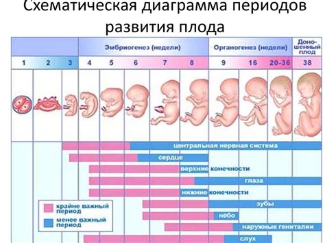 Факты из исследований: есть ли реальная угроза для развития плода?