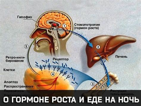 Факты о гормоне роста