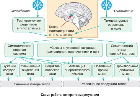 Физиологические механизмы изменения температуры организма при эмоциональном возбуждении