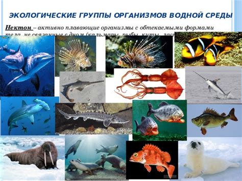 Физиологические особенности карельского окорока в контексте водной среды