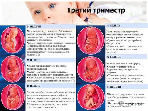 Физиологическое изменение положения живота в конце третьего триместра беременности