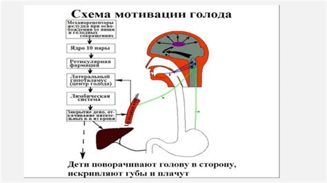 Физиология голода и насыщения