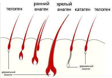 Физиология роста волос