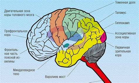 Физиология сна в раннем возрасте