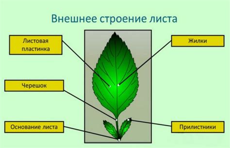 Физические особенности явора: строение и внешний вид