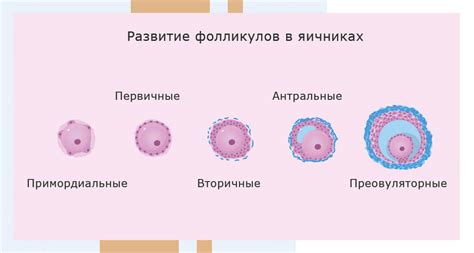 Фолликулы в яичниках при менопаузе