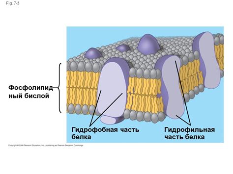 Фосфолипидный бислой