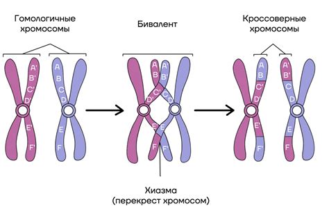 Фузия хромосом