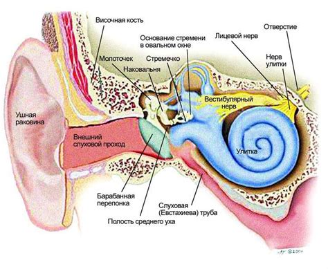 Функции внутреннего уха