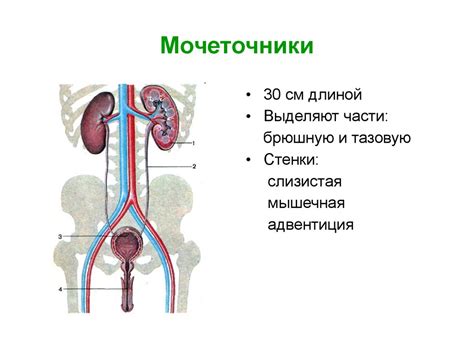 Функции выделительной системы