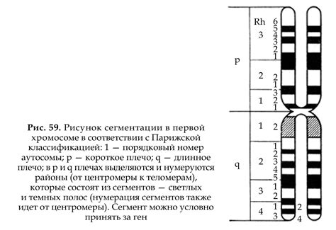 Функции гена на 16 хромосоме