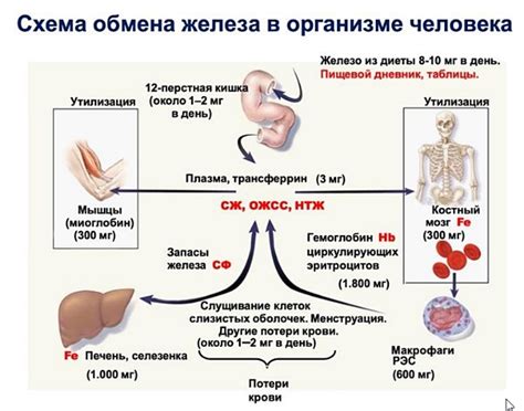 Функции железа в организме женщины