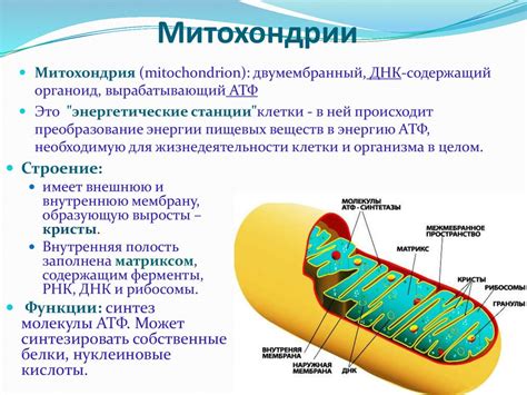 Функции митохондрий